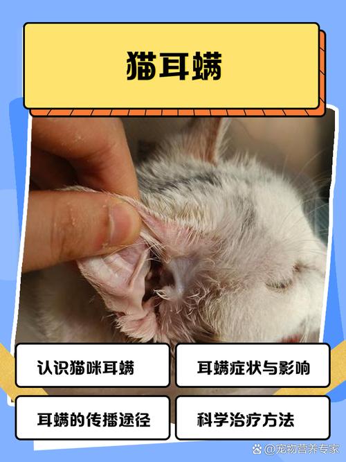耳中取出活体猫螨虫
