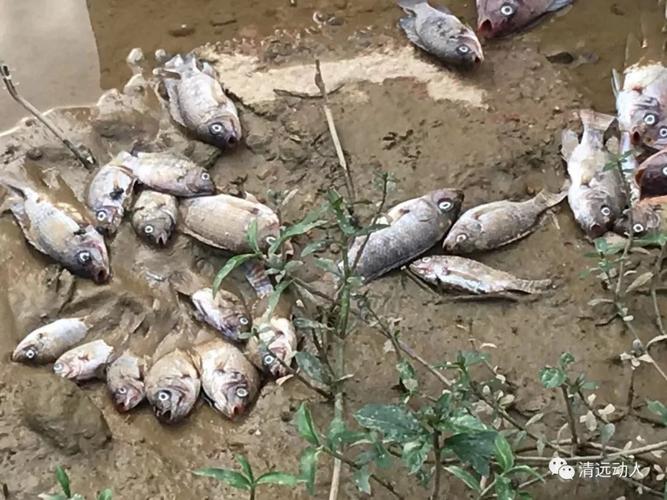湖南一河现大量死鱼,河里大面积死鱼