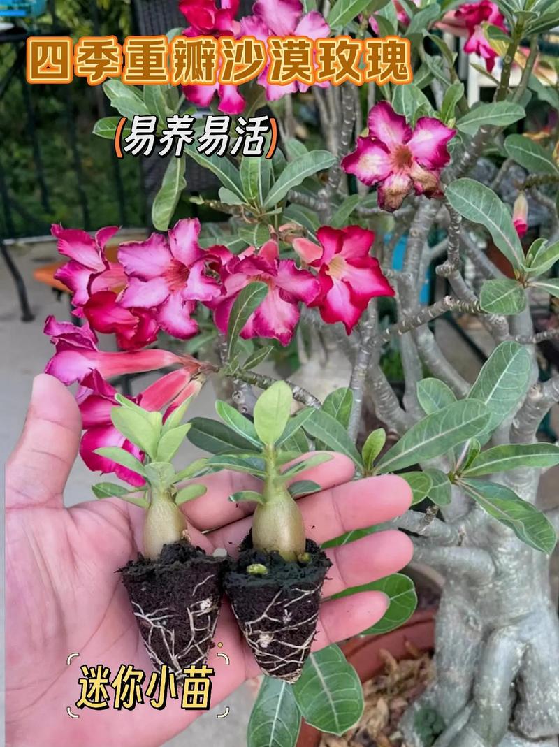 沙漠10万玫瑰绽放,沙漠玫瑰多少钱