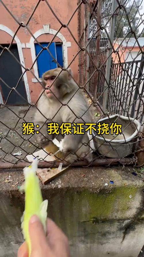 车钥匙逗猴被猴抢走,猴子车钥匙