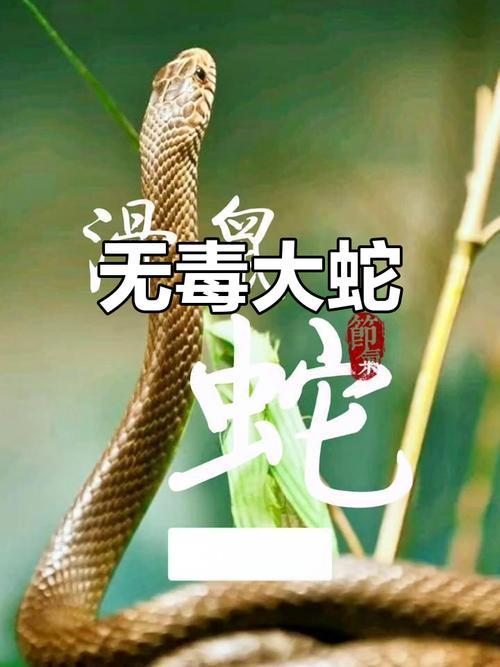 小区惊现2米滑鼠蛇,小区惊现2米滑鼠蛇什么意思